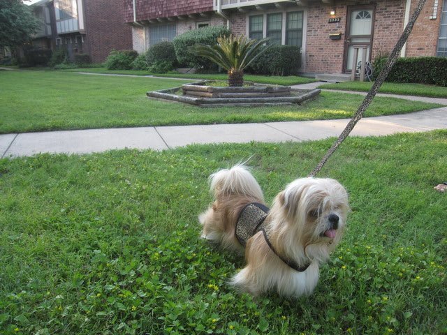 Doggy Holster (Made in USA) - The Snag Bin