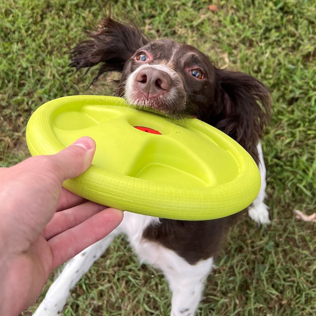 Harley Flyer Frisbee - The Snag Bin
