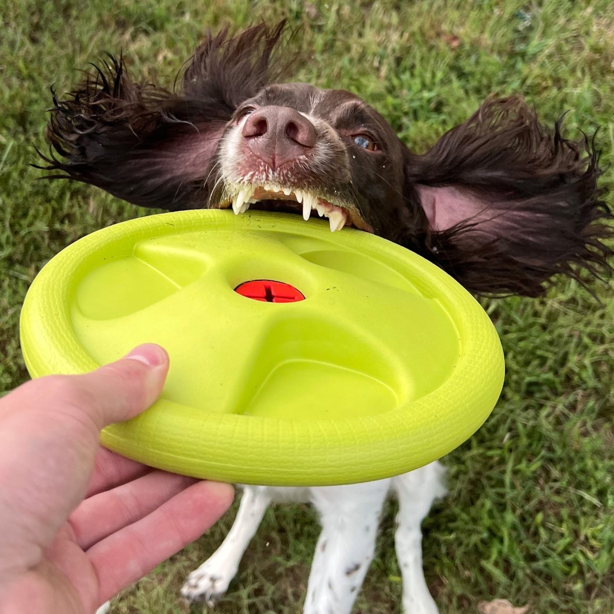 Harley Flyer Frisbee - The Snag Bin
