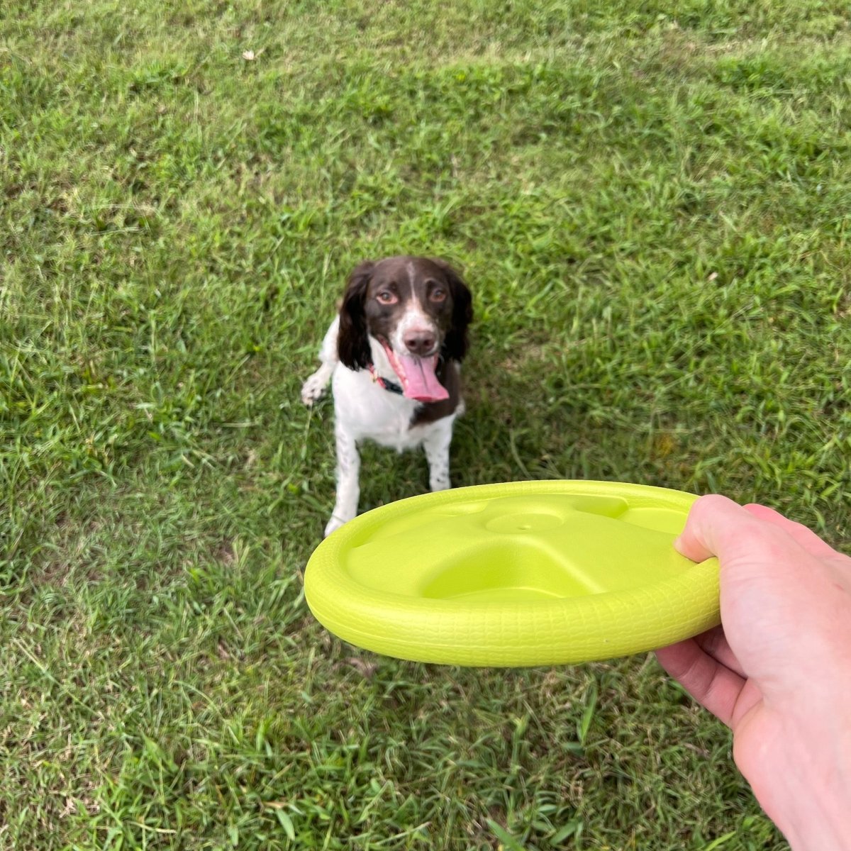 Harley Flyer Frisbee - The Snag Bin