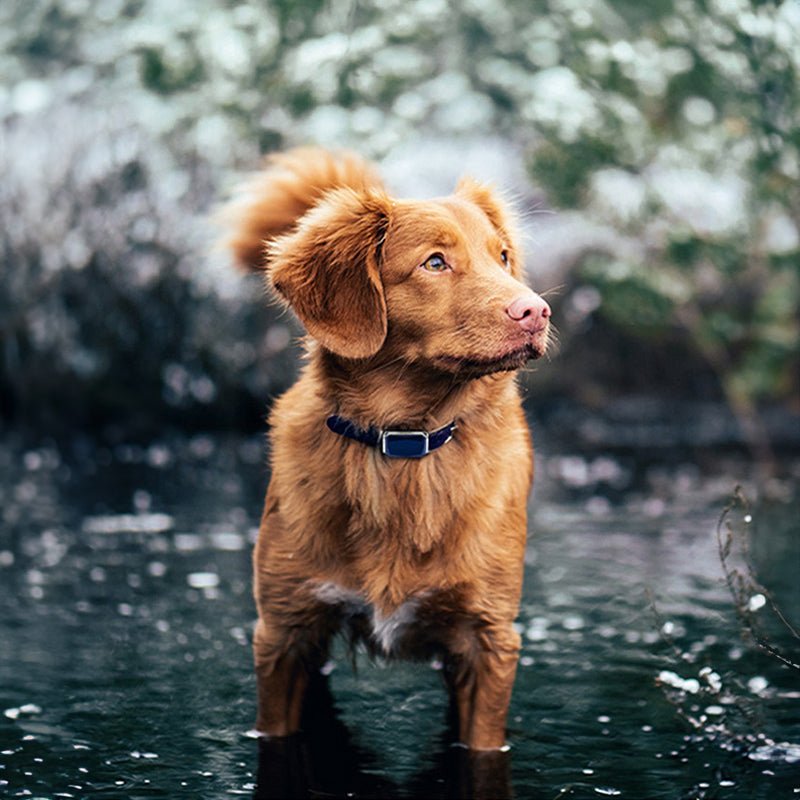 Smart GPS pet tracker: - The Snag Bin