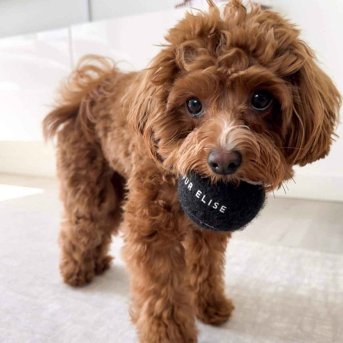 So Fetch! Tennis Ball - Noir - The Snag Bin