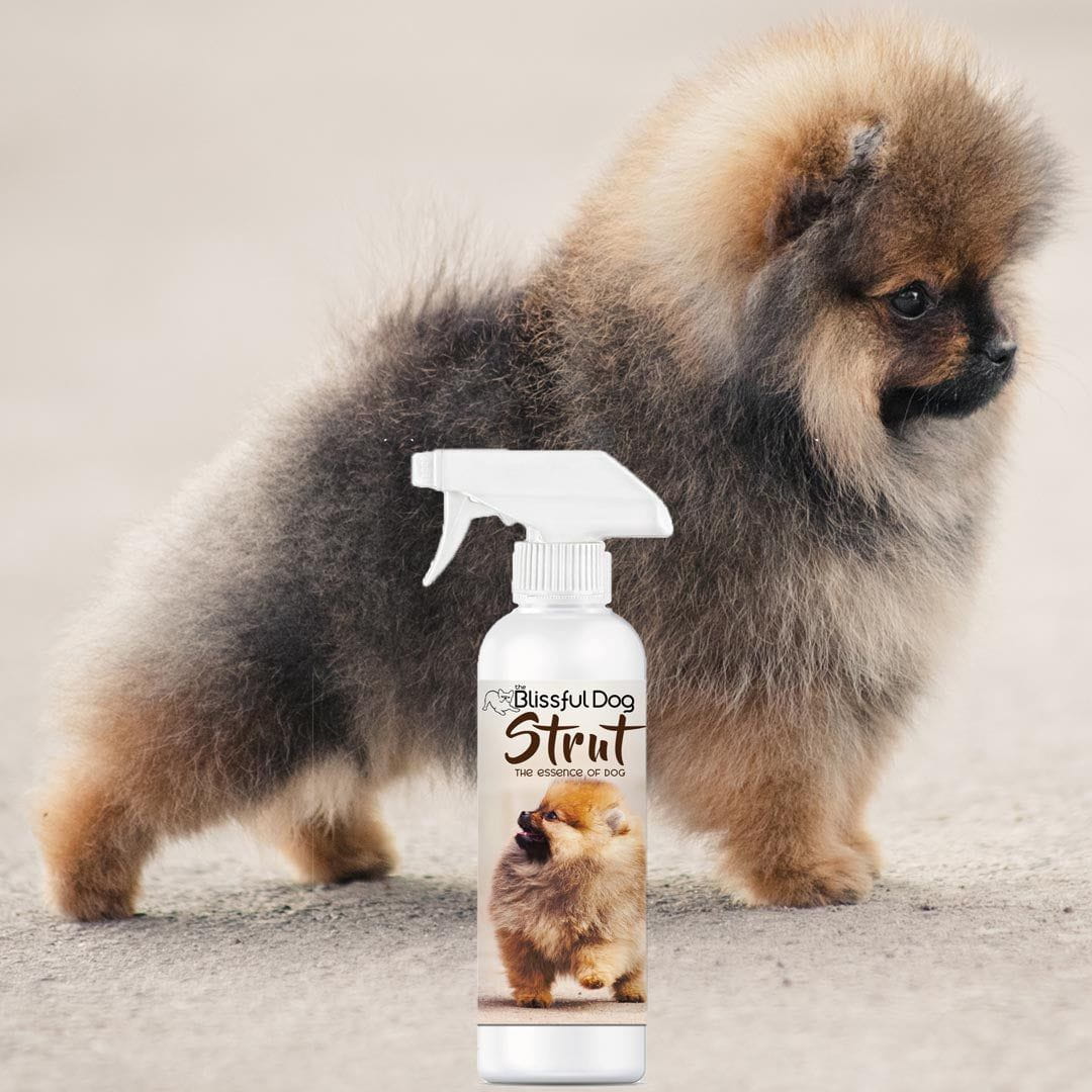 Strut Dog Cologne - The Snag Bin