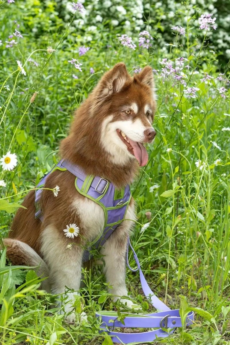 Ultimate Dog Harness - The Snag Bin