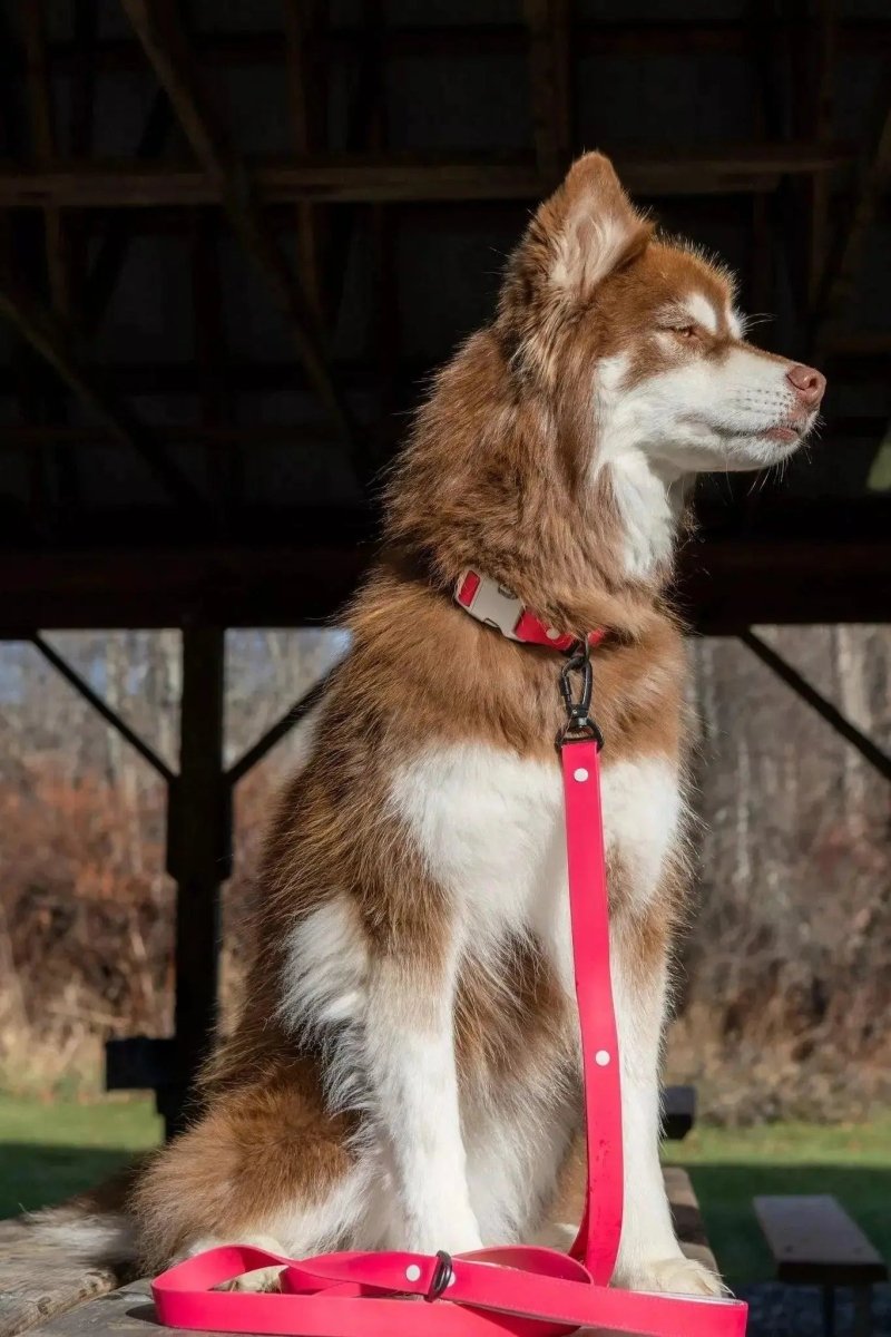 Waterproof Dog Leash - The Snag Bin