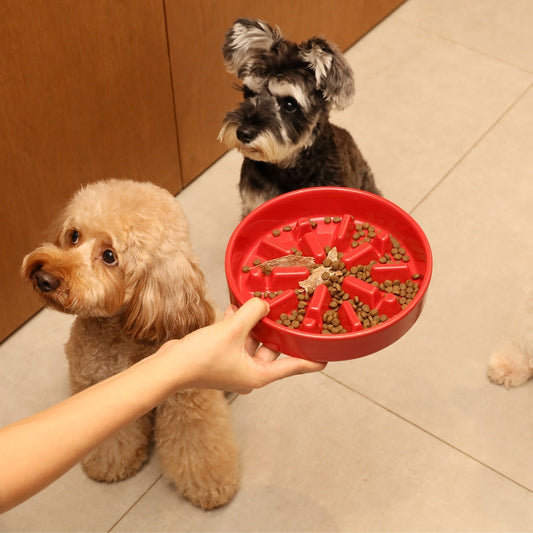 Food Bowl Benefits: How to Choose the Right Bowl for Your Dog - The Snag Bin