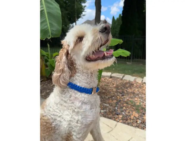 DOG COLLARS - The Snag Bin