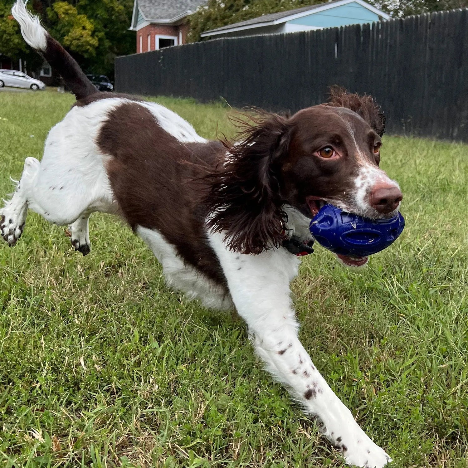 DOG TOYS & CHEWS - The Snag Bin