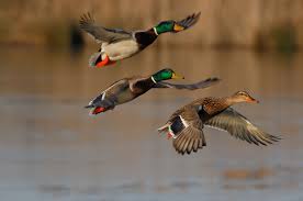 Duck Hunting - The Snag Bin