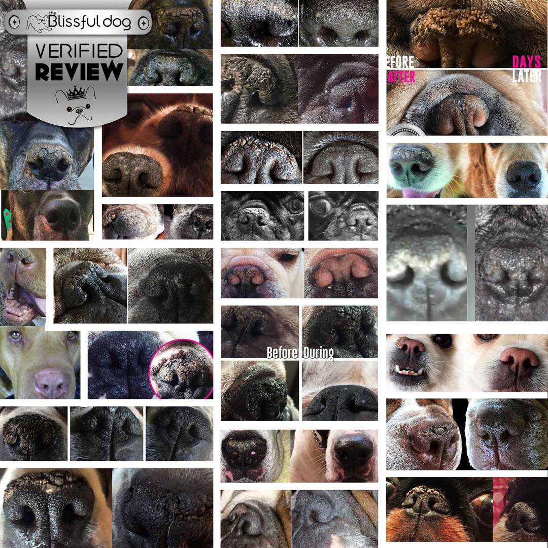 1 Dog Nose Butter For All Dogs - The Snag Bin
