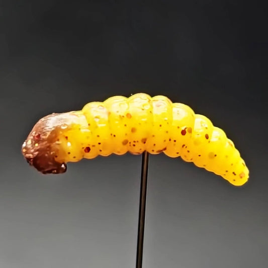 1" Realistic Waxworm "The Tater Bug" - The Snag Bin