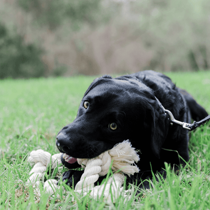 100% Organic Cotton Rope Dog Toy - 5 Sizes - The Snag Bin