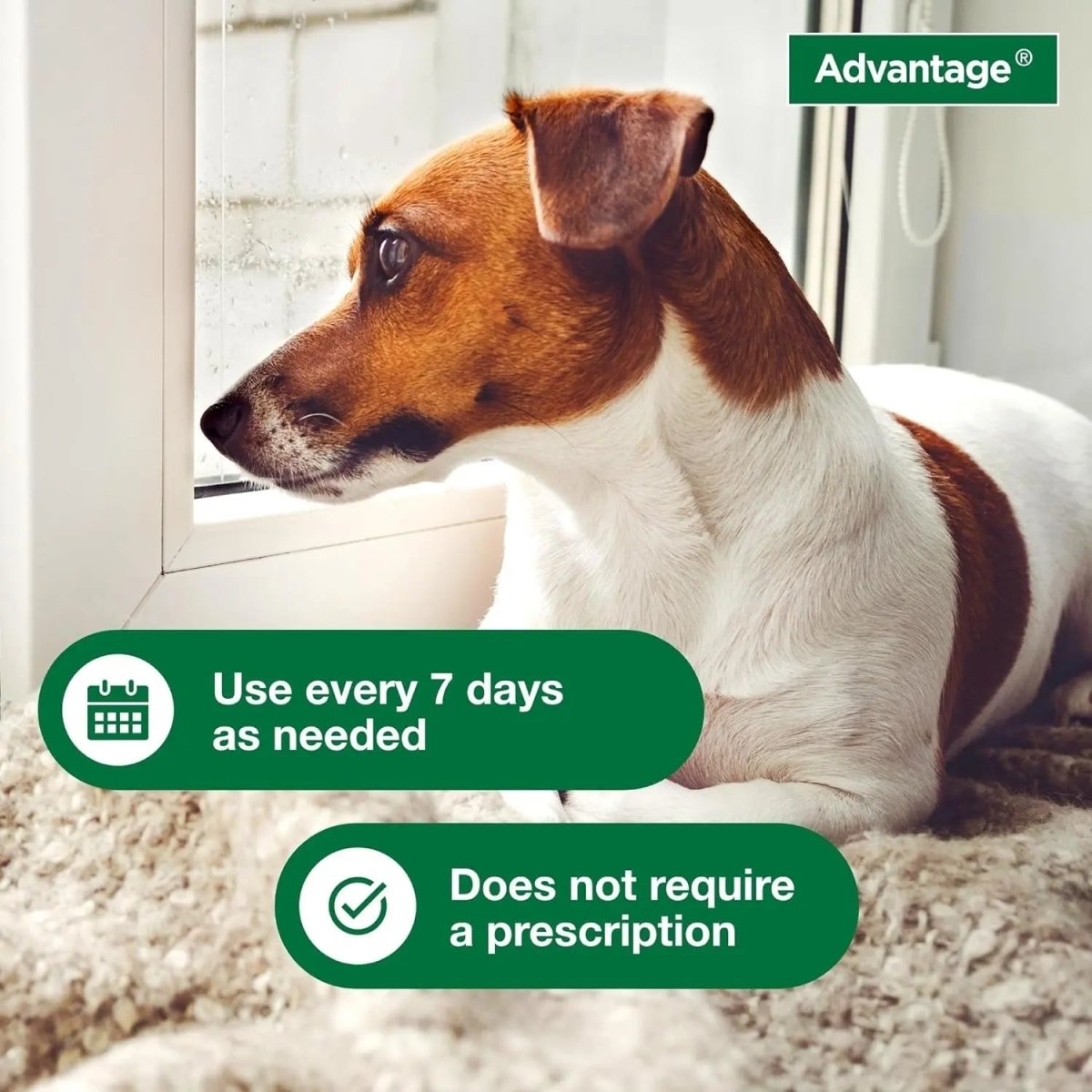 12 Oz Flea & Tick Shampoo for Puppies & Adult Dogs . - The Snag Bin