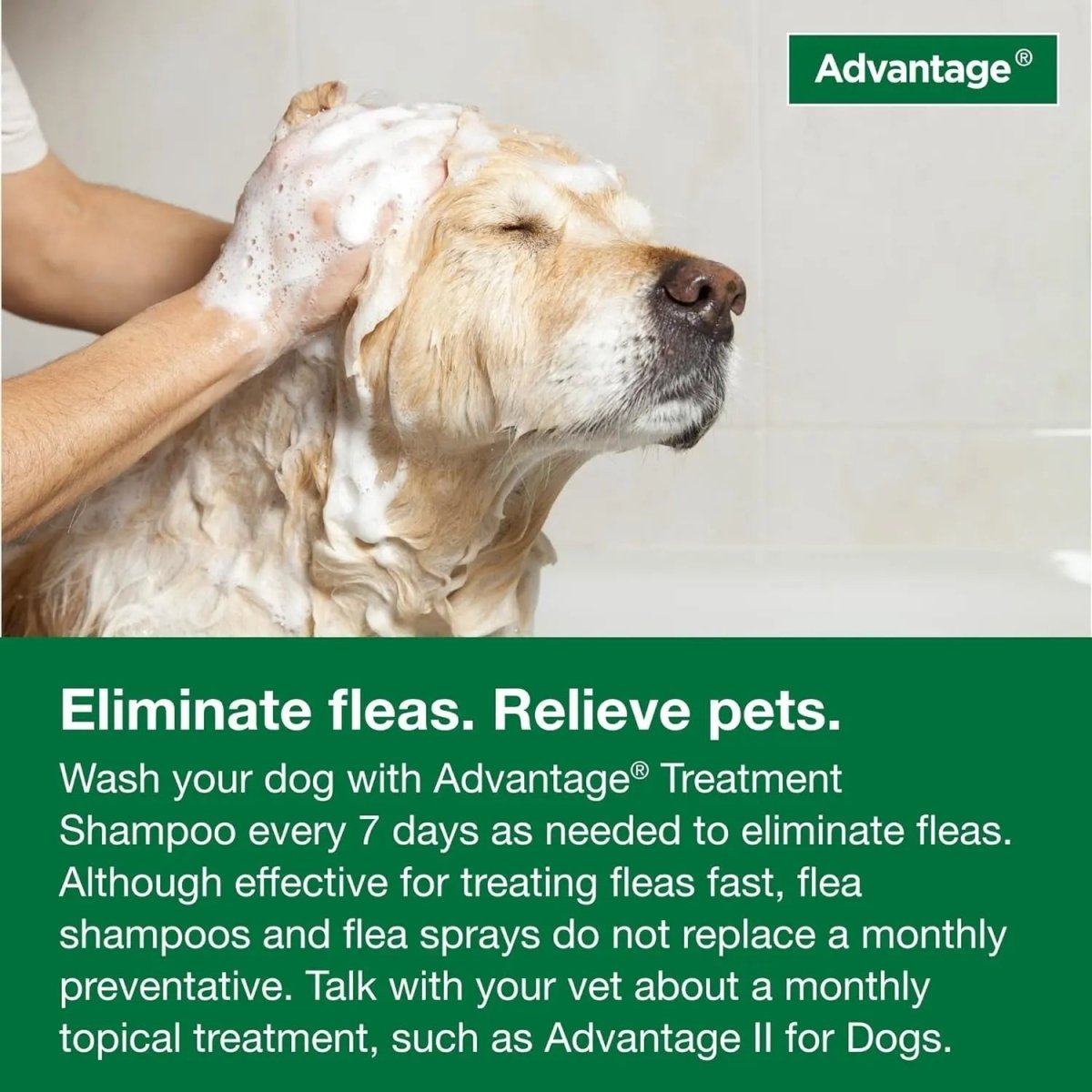 12 Oz Flea & Tick Shampoo for Puppies & Adult Dogs . - The Snag Bin