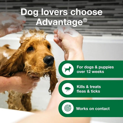 12 Oz Flea & Tick Shampoo for Puppies & Adult Dogs . - The Snag Bin
