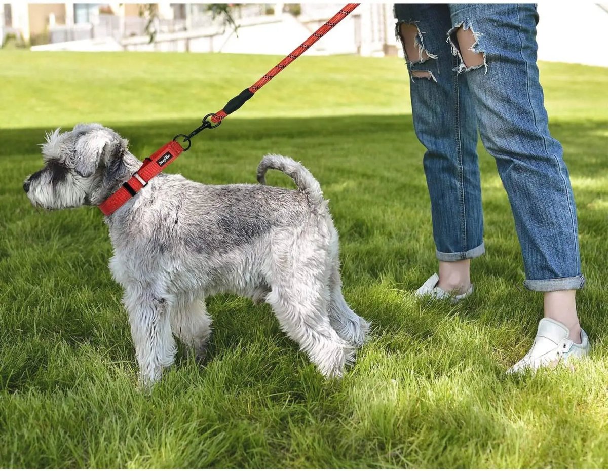 2 Packs Dog Training Collars for Small Medium Large Dogs - The Snag Bin