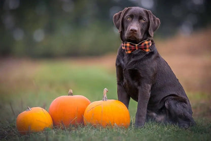 Adjustable Collars for Small Medium Large Dogs and Cats - The Snag Bin