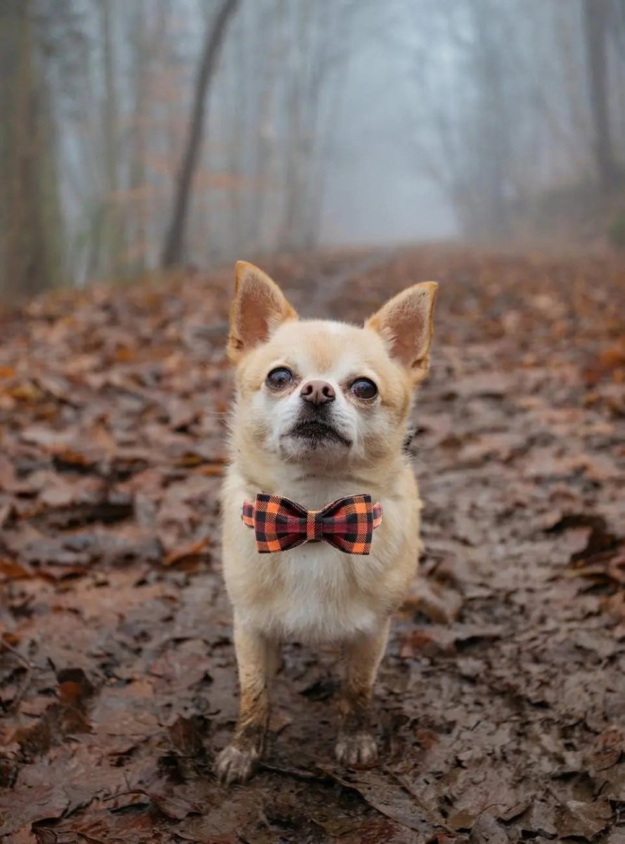 Adjustable Collars for Small Medium Large Dogs and Cats - The Snag Bin