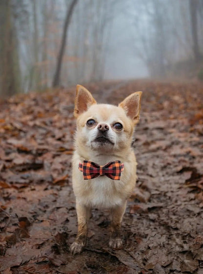 Adjustable Collars for Small Medium Large Dogs and Cats - The Snag Bin