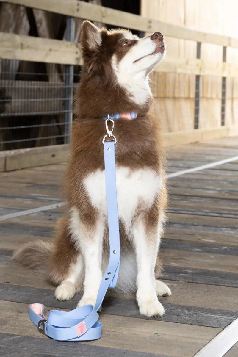 Blue Sky Orchid Waterproof Dog Collar - The Snag Bin