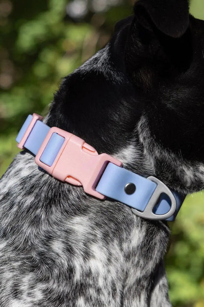 Blue Sky Orchid Waterproof Dog Collar - The Snag Bin