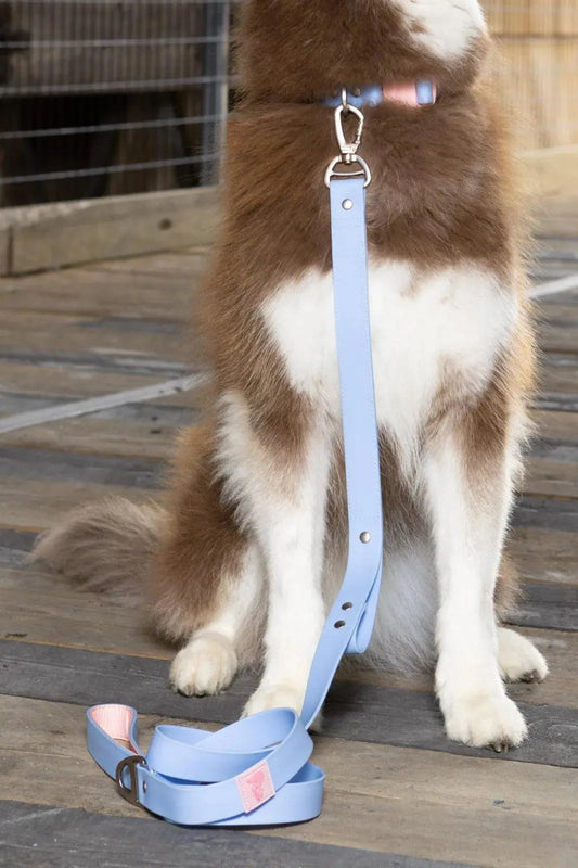 Blue Sky Orchid Waterproof Leash - The Snag Bin