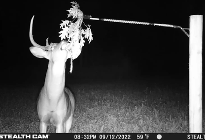 BuckBranch w/ 3 pack of Glands - The Snag Bin