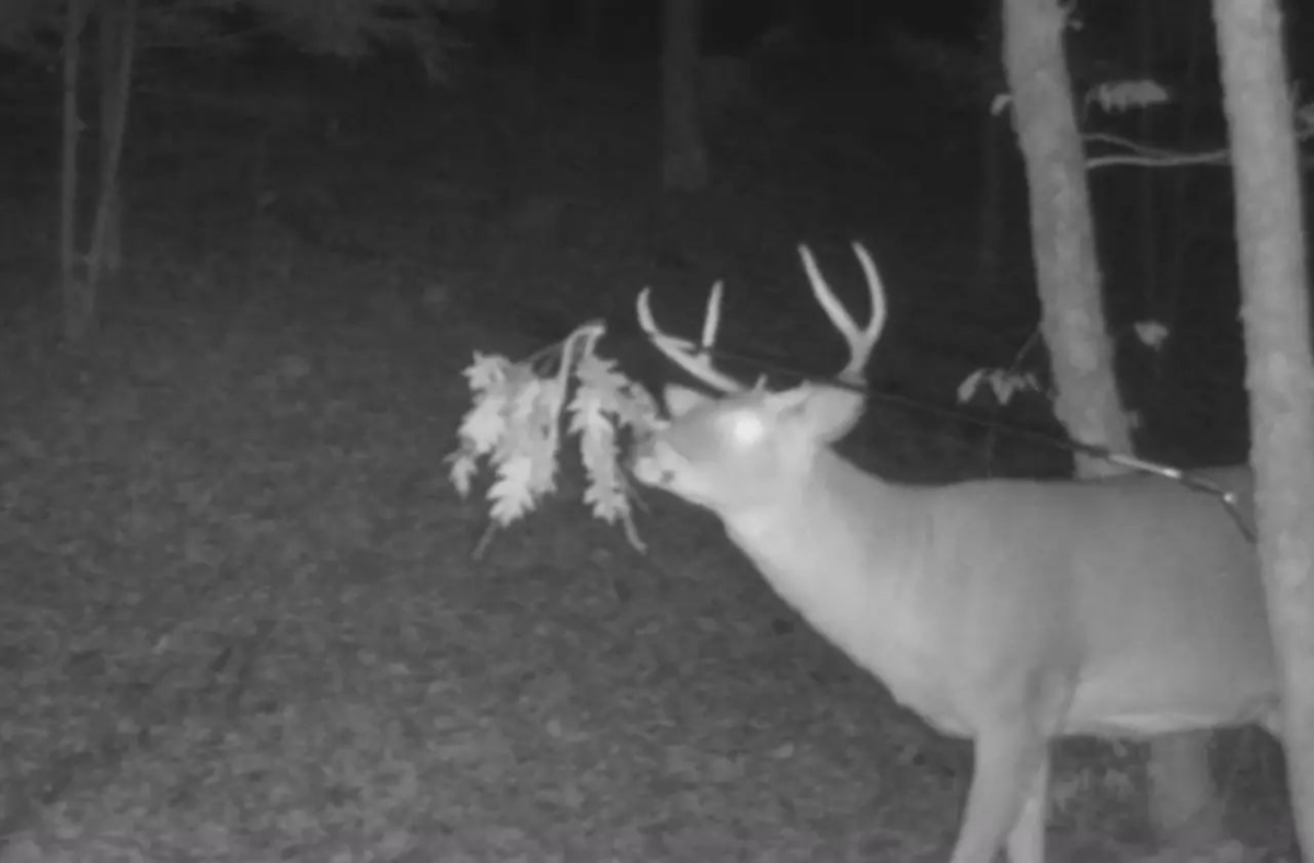 BuckBranch w/ 3 pack of Glands - The Snag Bin