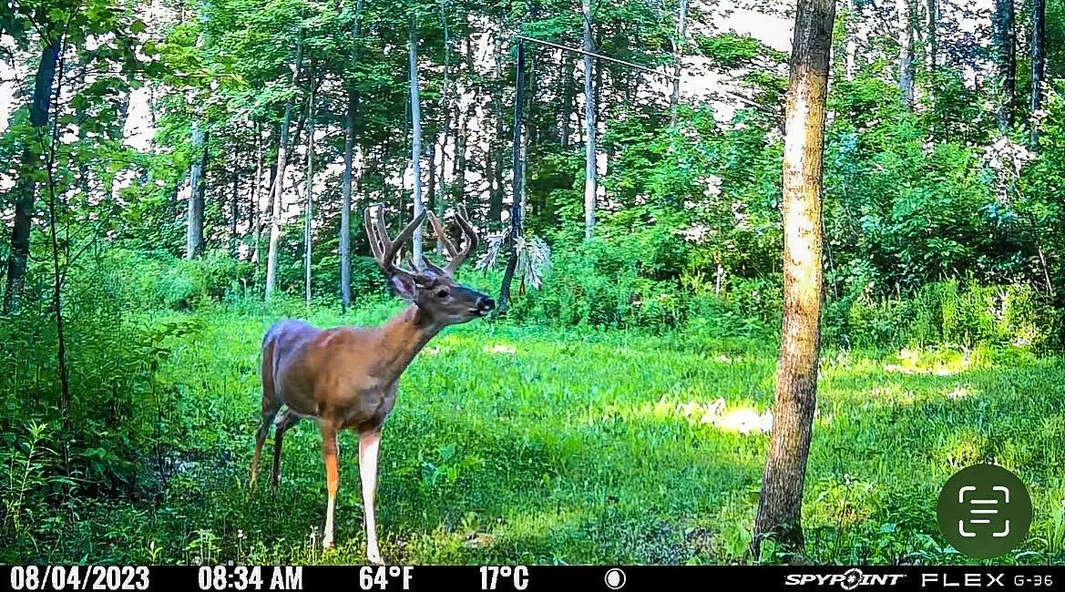 BuckVine w/ 3 Pack of Glands - The Snag Bin