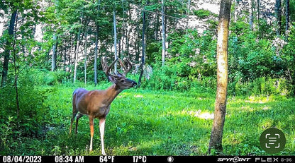 BuckVine w/ 3 Pack of Glands - The Snag Bin