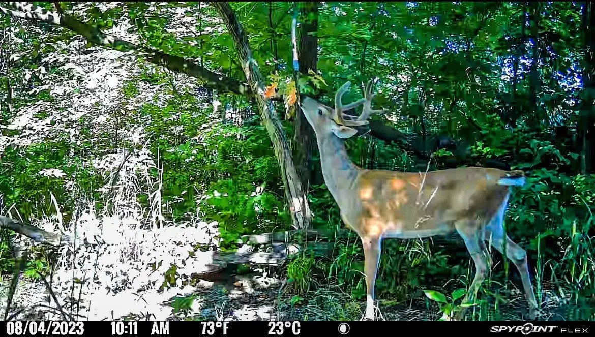 BuckVine w/ 3 Pack of Glands - The Snag Bin