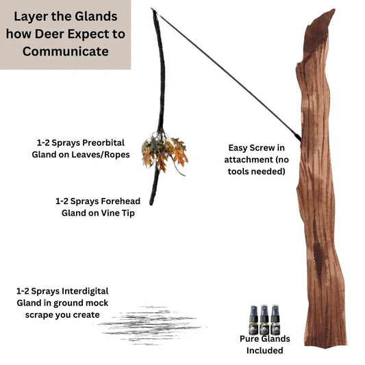 BuckVine w/ 3 Pack of Glands - The Snag Bin