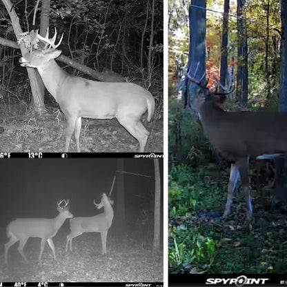 BuckVine w/ 3 Pack of Glands - The Snag Bin