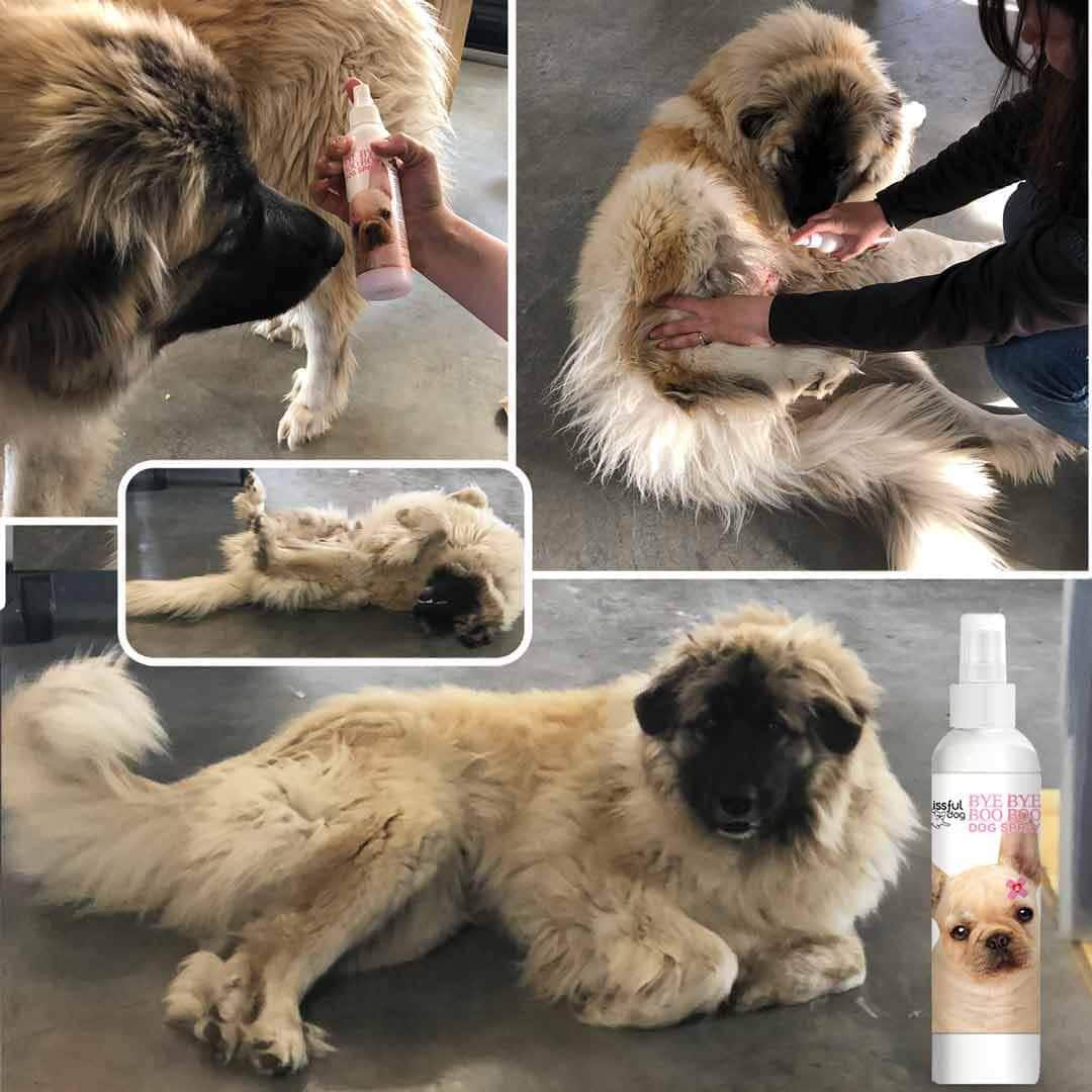 Bye Bye Boo Boo™ Dog Spray - The Snag Bin