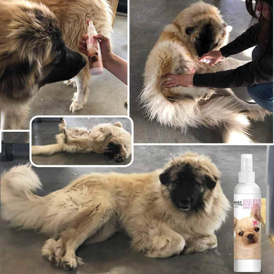 Bye Bye Boo Boo™ Dog Spray - The Snag Bin