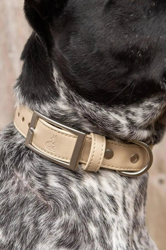 Champagne Leather Dog Collar - The Snag Bin