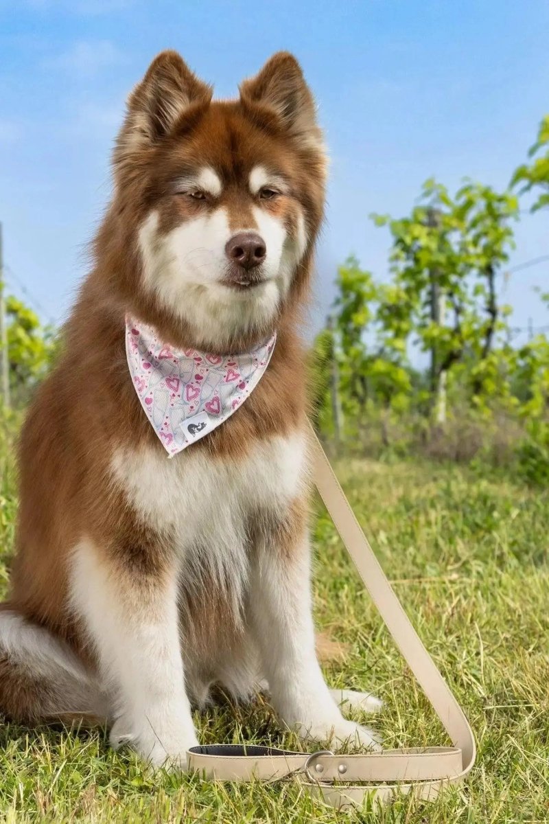 Champagne Leather Dog Leash - The Snag Bin