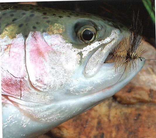 Clouser's Drake (Brown or Green) - The Snag Bin
