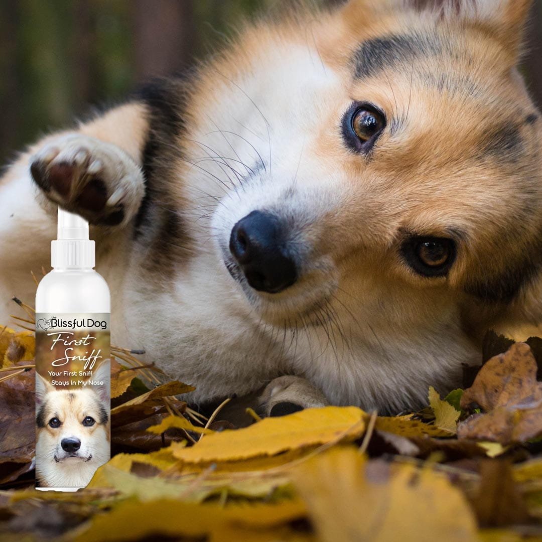 Cologne - Your First Sniff Stays on My Mind - The Snag Bin