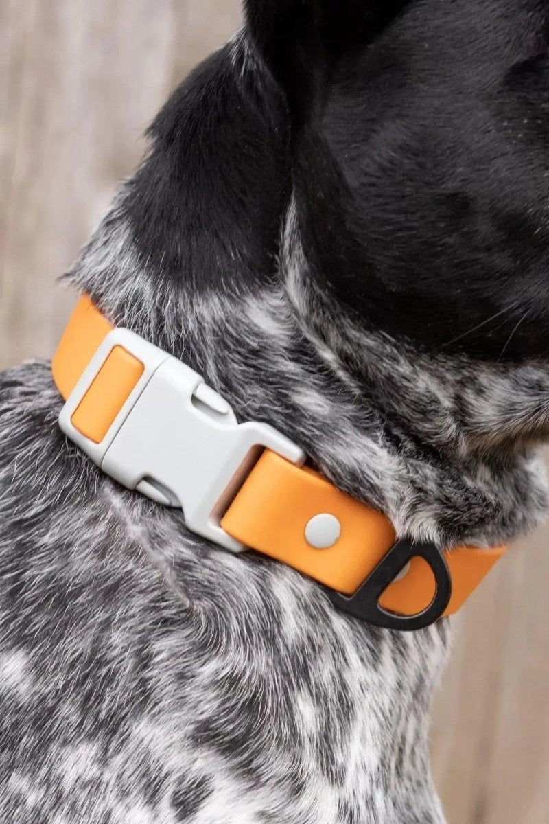 Crimson Glow Waterproof Dog Collar - The Snag Bin