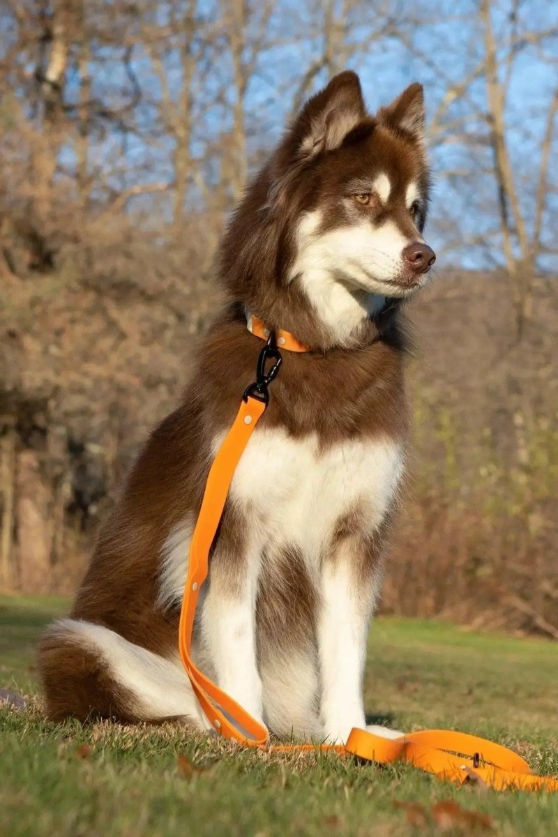 Crimson Glow Waterproof Dog Collar - The Snag Bin