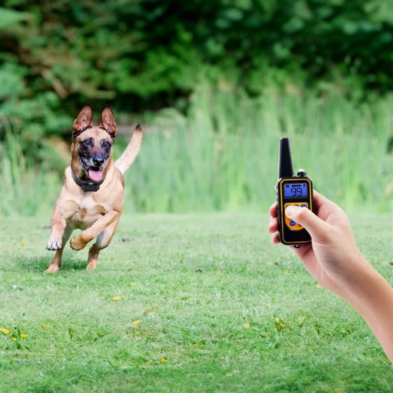Dog Training Collar - The Snag Bin
