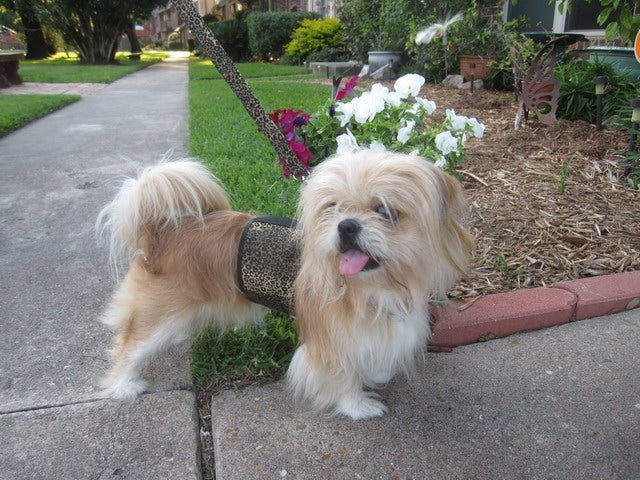 Doggy Holster (Made in USA) - The Snag Bin
