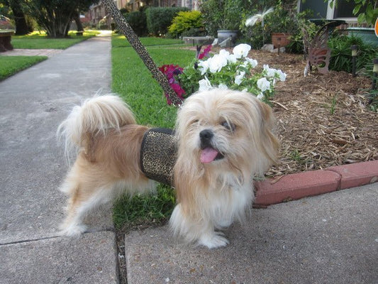 Doggy Holster (Made in USA) - The Snag Bin