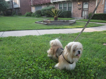 Doggy Holster (Made in USA) - The Snag Bin