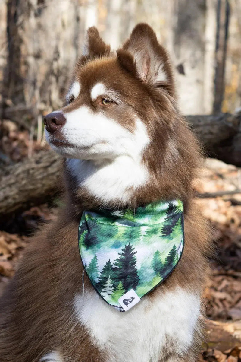 Evergreen Dog Bandana & Matching Keychain - The Snag Bin