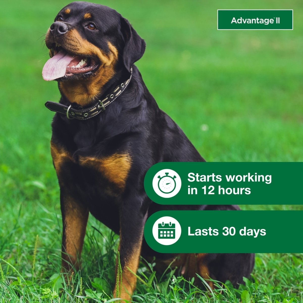 Flea Prevention for XL Dogs 55 Lbs+, - The Snag Bin
