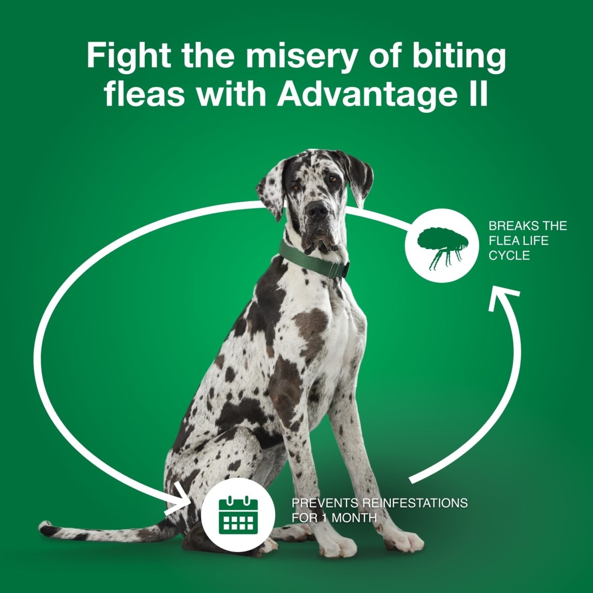 Flea Prevention for XL Dogs 55 Lbs+, - The Snag Bin