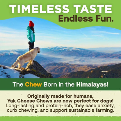 Gold Yak Chews for Small Dogs (4 - 75 sticks) - The Snag Bin