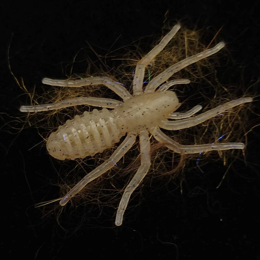 Hairy 1" Micro Spider Bait "The Writing Spider" - The Snag Bin